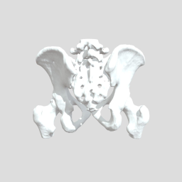 Pelvis Real Male CT Scan