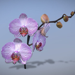Orchid flower