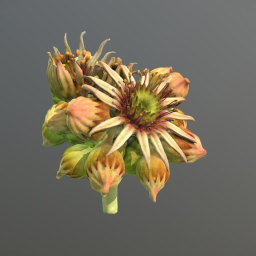 Sempervivum flower