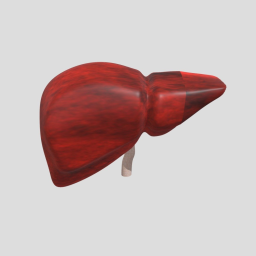 Human Liver