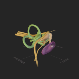 Ear