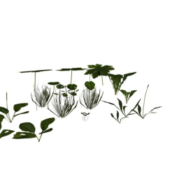 foliage plants - garden