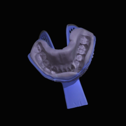 Colorful dental model