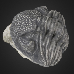 Trilobite: E. crassituberculata (PRI 49811)