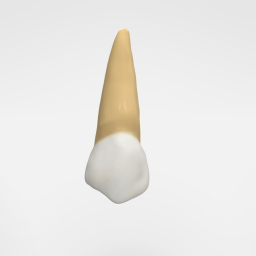 Maxillary First Premolar