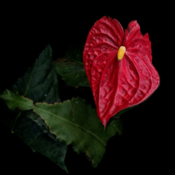 Hawaiian Lace Leaf