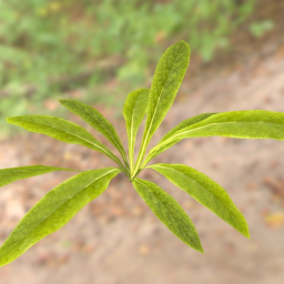 simple plant
