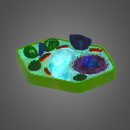 Plant Cell Organelles