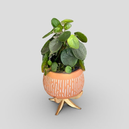 Abby&#39;s plant