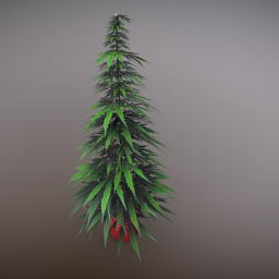 Cannabis Plant.