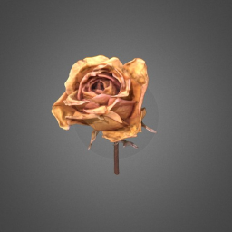 Dried Yellow Rose