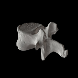 Human Lumbar Vertebra
