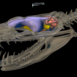 Tree Boa - snake skull  brain endocast