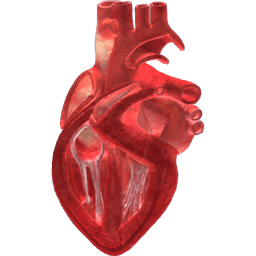 Blood Flow Through The Heart