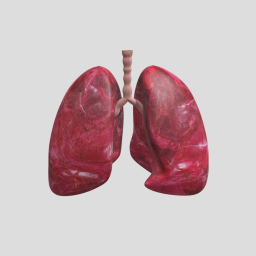 Respiratory System
