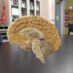 Brain Model (Right) - General anatomy