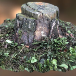 Stump from the forest at the dam