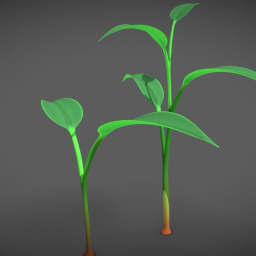 Plant