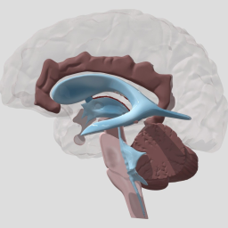 Brain ventricles