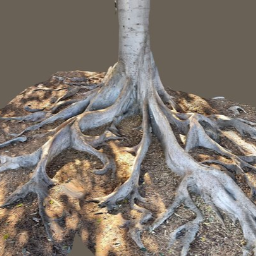 Moreton Bay fig tree