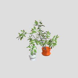 House Plant Potted Interior