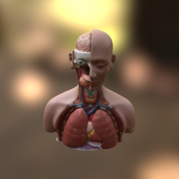 Upper Body Anatomy