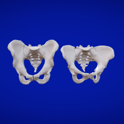 HUMAN MALE AND FEMALE PELVIS.
