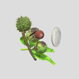 Chestnut with leaves