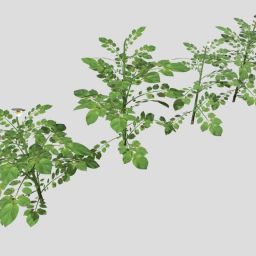 Potato Plants Collection