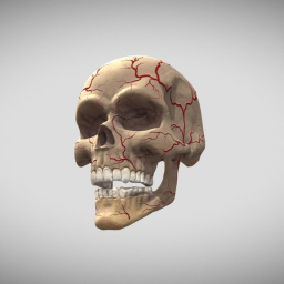 HUMAN SKULL