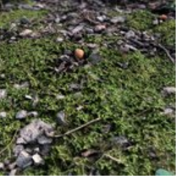 Ground moss forest square 8k