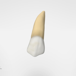 Maxillary Second Premolar