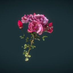 Roses in Tivoli Gardens