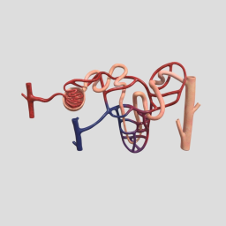 Nephron