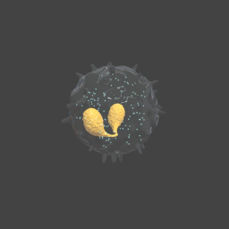 [(Leukocyte)] Eosinophil
