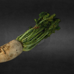 Sugar Beet