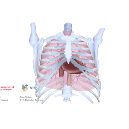 Human anatomy: heart in thorax
