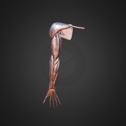 Arm-01- Ecorche