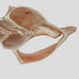 Busycon sp. cross-sectioned