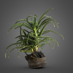 plant