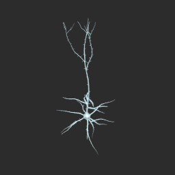 [(Neuron)] Spinous Pyramidyal Cell