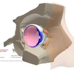 Anatomy of the Eye -excl chambers, vitreous body