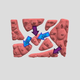 Gas exchanges in the lung
