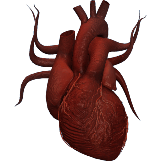 Human heart