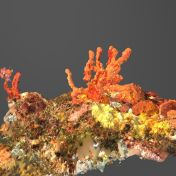 Red Coral