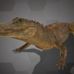 American Alligator (NHMW-Zoo-HS 15682)