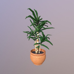 Pot plant - Dracena