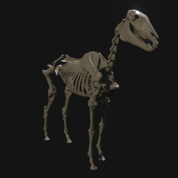 Horse Skeleton