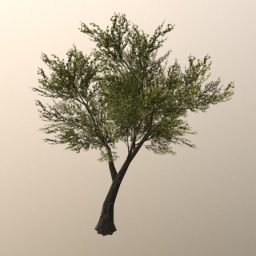 Hill Top Tree