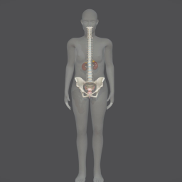 Female Reproductive and Urinary Systems